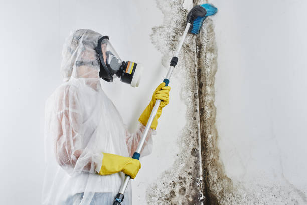 Professional Mold Removal in Edison, GA